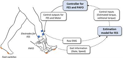 Machine-learning-based coordination of powered ankle–foot orthosis and functional electrical stimulation for gait control